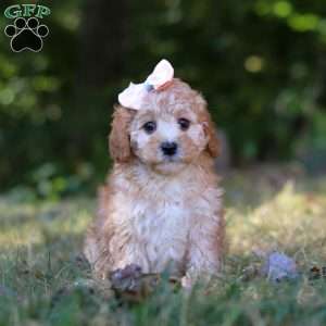 Willow, Cavapoo Puppy